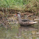 White-cheeked Pintail