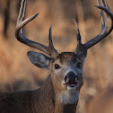 White-tailed Deer