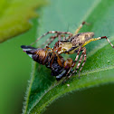 Lynx Spider