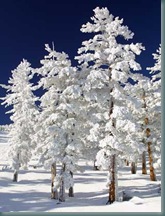 Snow clad trees