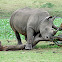 White Rhinoceros