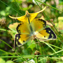 Orange Sulphur