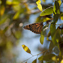 Monarch butterfly