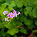 Violet Wood Sorrell