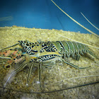 Blue Spring Lobter.