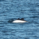 Commerson's Dolphin