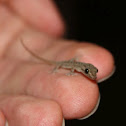Common House Gecko