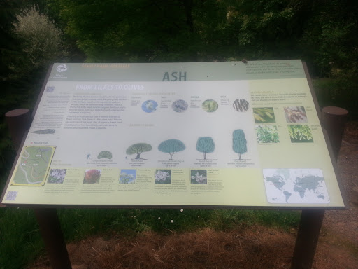 Ash Tree Information Station