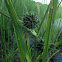Branching Bur Reed