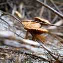more mushrooms in the sand!