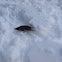 Common Shrew (Catalonia)