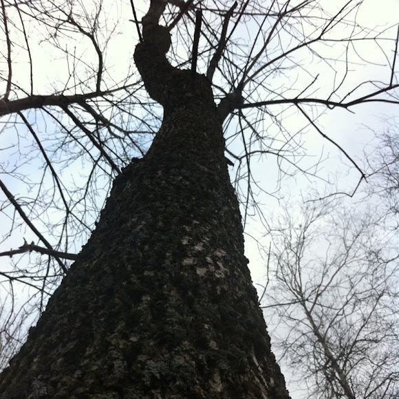 Spotting Image 1