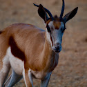 Springbok