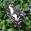 Lime swallowtail