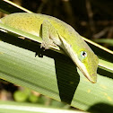 Green Anole