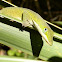 Green Anole