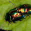 Chrysolina fastuosa