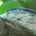 Black Rat Snake