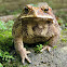 Asian common toad