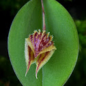 Lepanthes