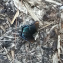 Red-spotted Purple