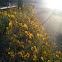 Brittlebush
