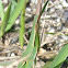 Saltamontes Acrida turrita