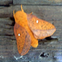 Orange-tipped Oakworm Moth