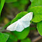 Geometer Moth