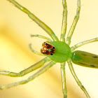 Magnolia Green Jumper
