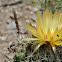Grasshopper and bees on cactus
