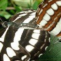 Common Sailer