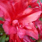 Rhododendron (red)
