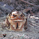 Indian Nightjar