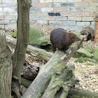 Common Cusimanse