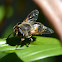 Drone Fly