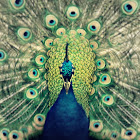 peacocks