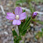 Epilobium