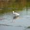 White Egret