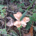 Mushroom #2