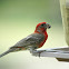 House Finch