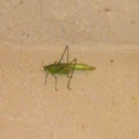 Katydid