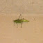 Katydid