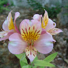 Peruvian Lily