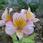 Peruvian Lily