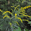 Canada Goldenrod