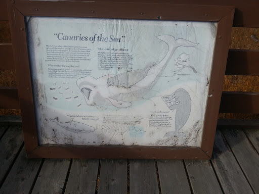 Beluga's of the Inlet
