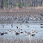 Canada Goose