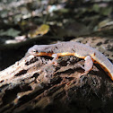 Central newt(terrestrial eft)