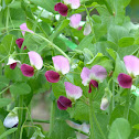 flower of the bean plant